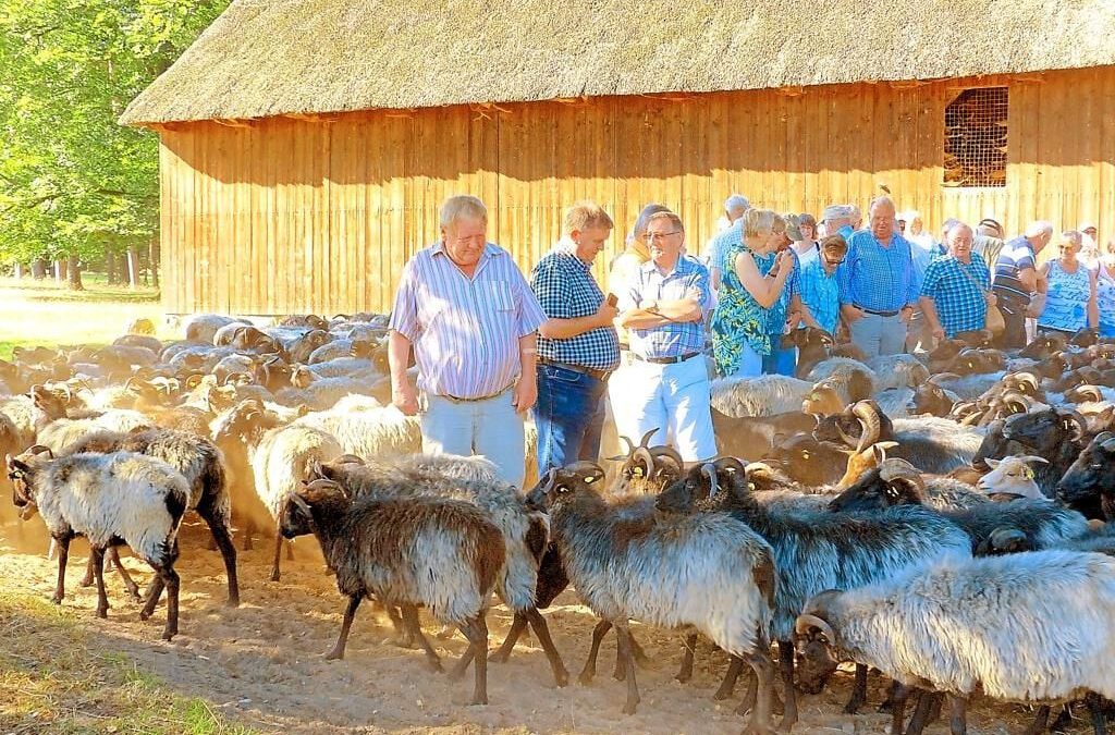 Heimatverein tourt durch die Heide