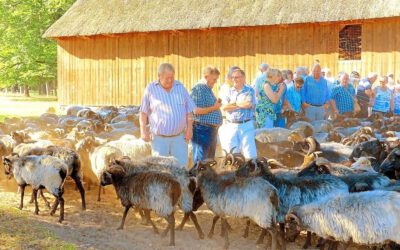 Heimatverein tourt durch die Heide