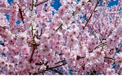 Planung Tagestour Kirschblüte in Bonn