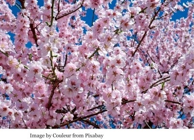 Planung Tagestour Kirschblüte in Bonn