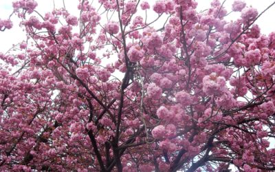 Kirschblüte im Münsterland