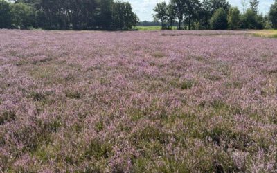 Die Heide blüht
