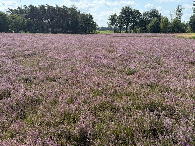 Die Heide blüht