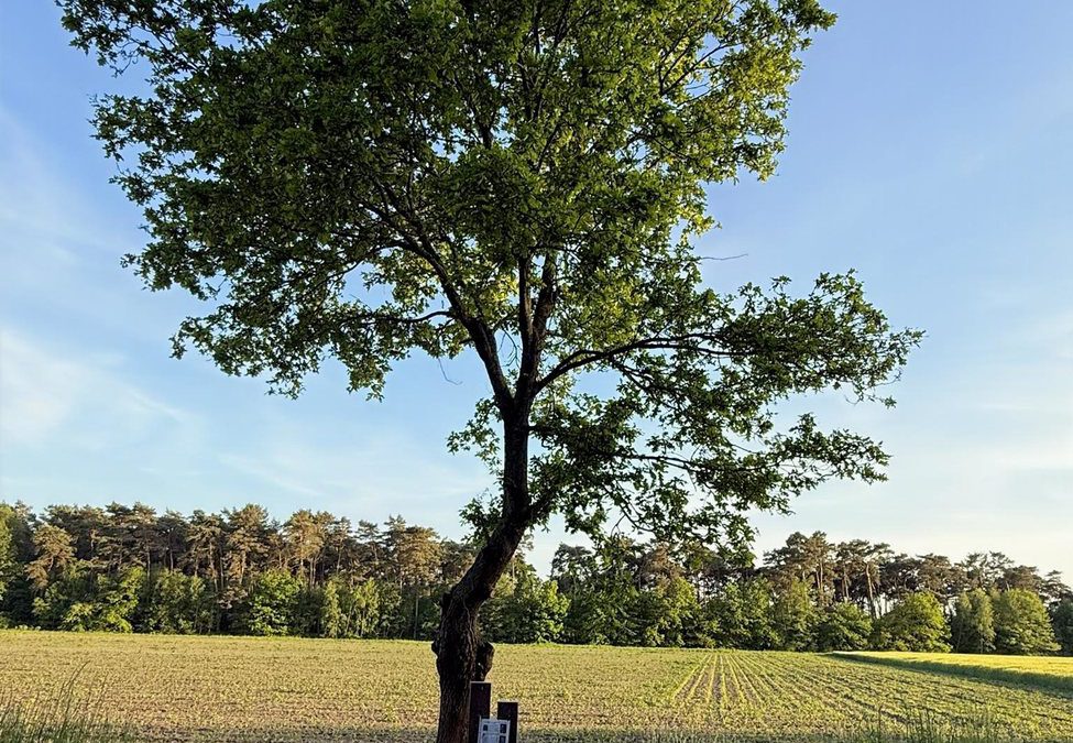 Einweihung des Denkmals im Birgter Feld am Dienstag 7. Juli 2026