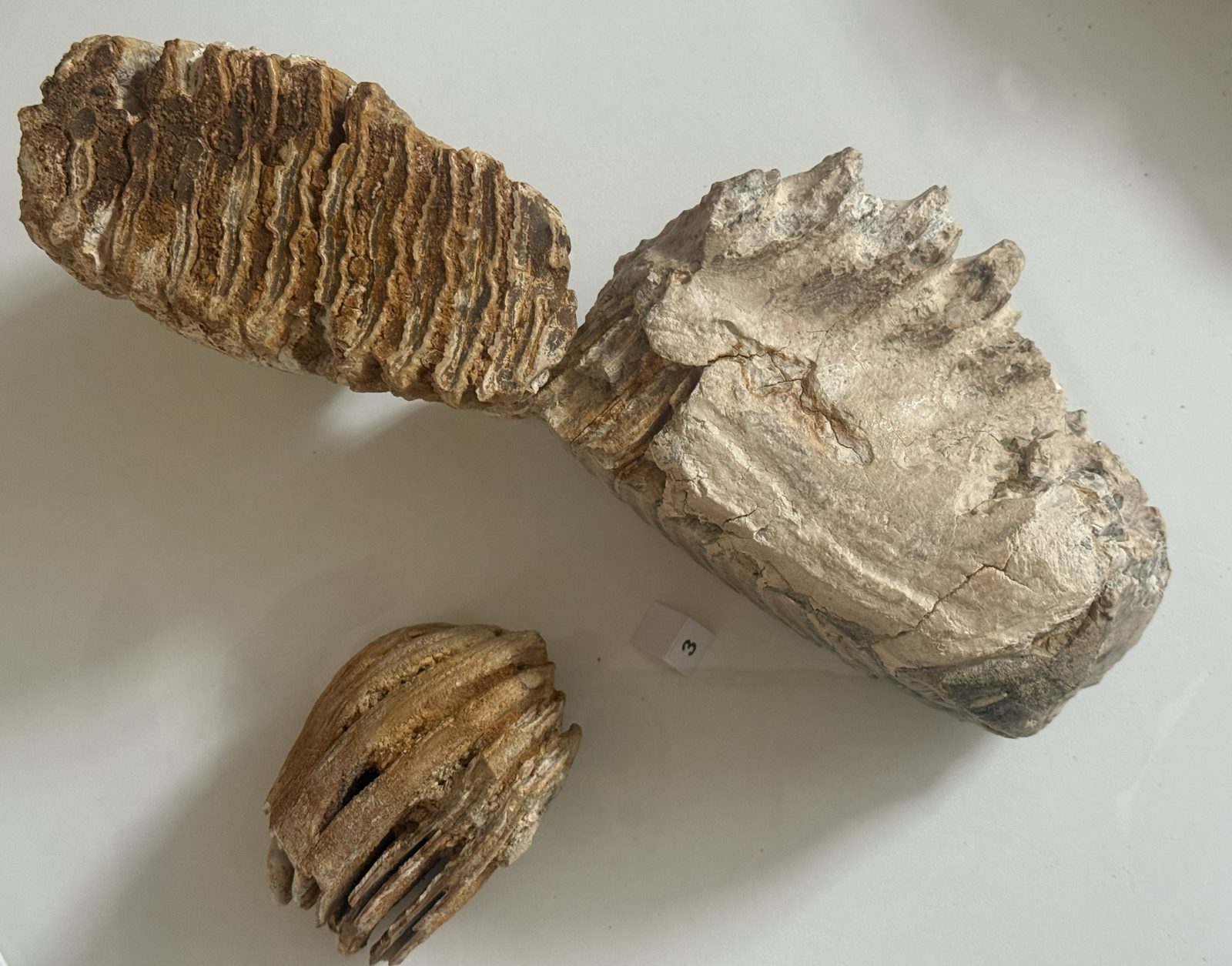 Zwei große Mammut-Backenzähne mit gut erkennbaren Schmelzlamellen auf der Kaufläche