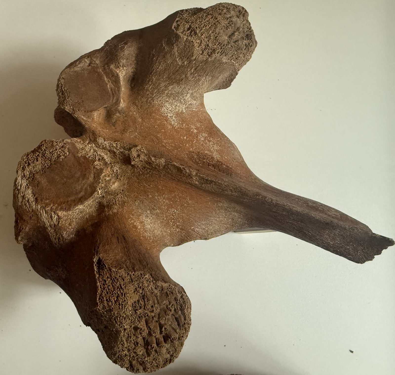 Massiver Rückenwirbel eines Mammuts mit langem Dornfortsatz, rötlich-braun gefärbt