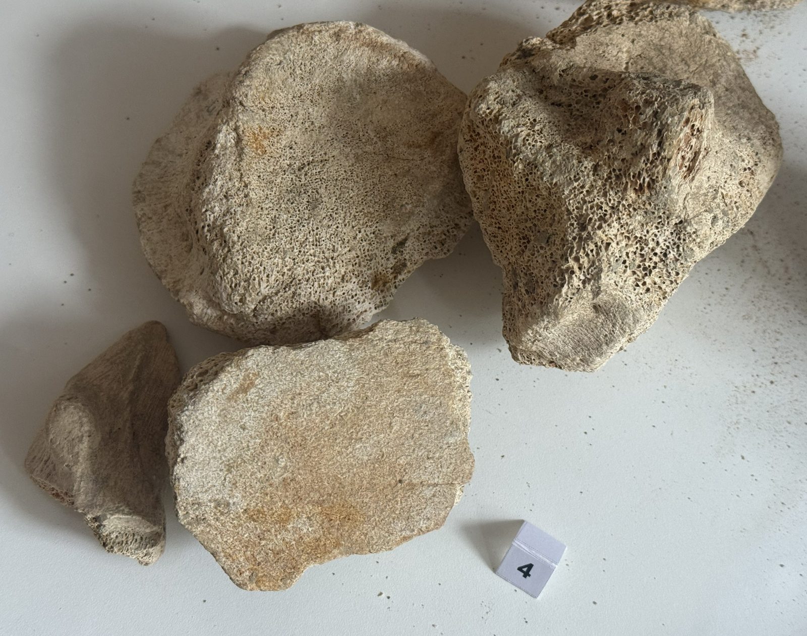 Mehrere helle, poröse Bruchstücke eines großen Mammutknochens