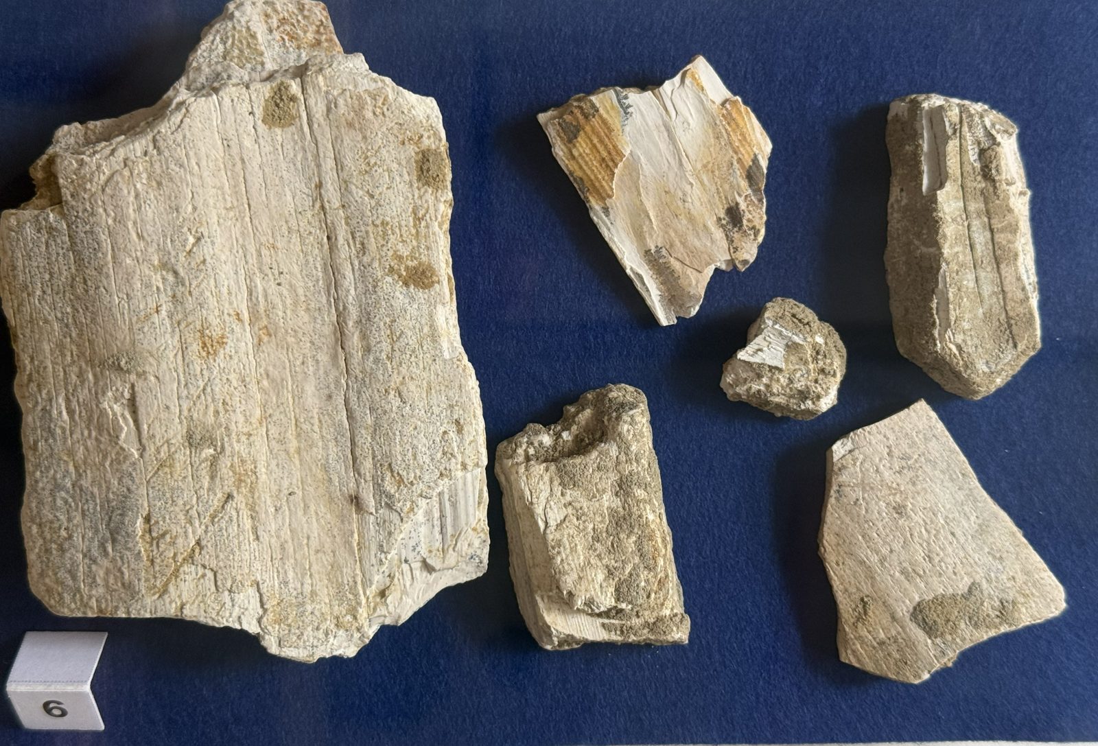 Sechs Bruchstücke eines Mammut-Stoßzahns auf blauem Vitrinenfilz, mit erkennbarer Schichtstruktur des Elfenbeins