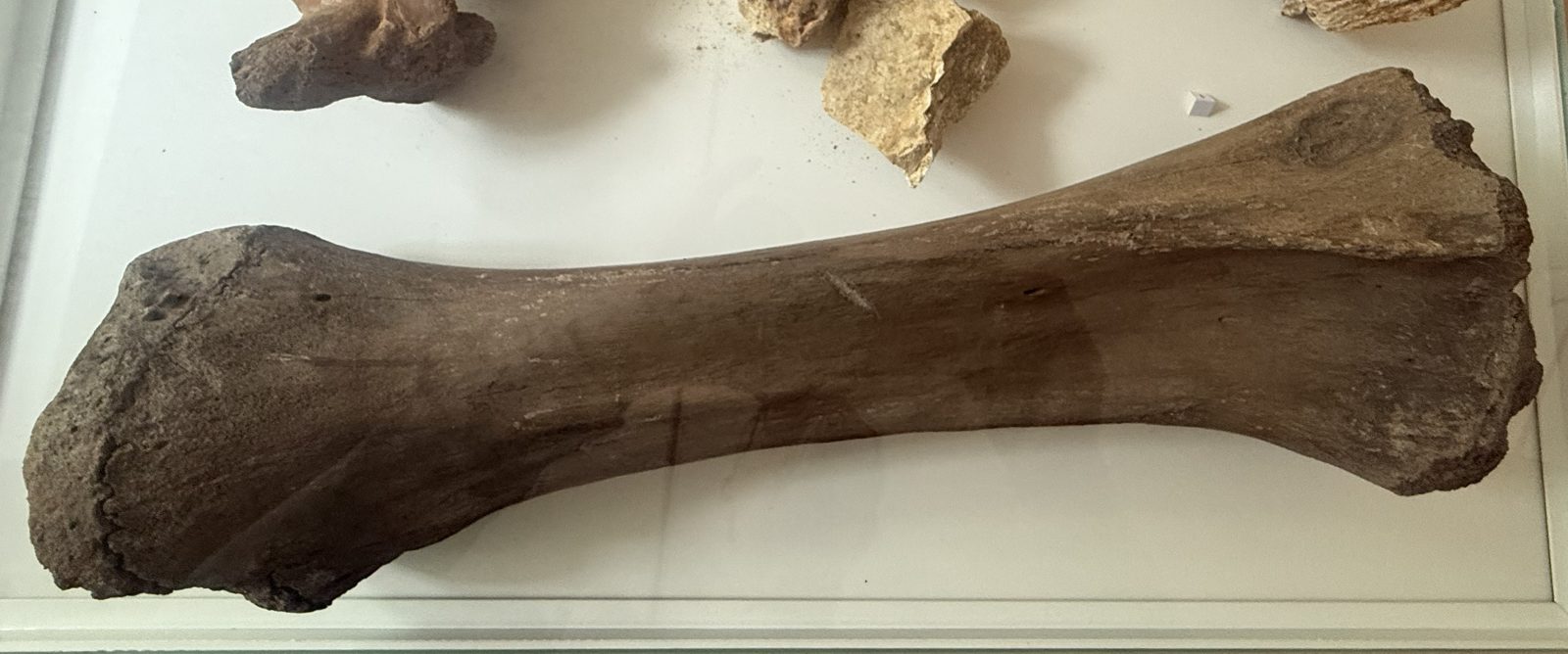Langer, kräftiger Mammutknochen mit verbreiterten Gelenkenden, liegend in der Vitrine