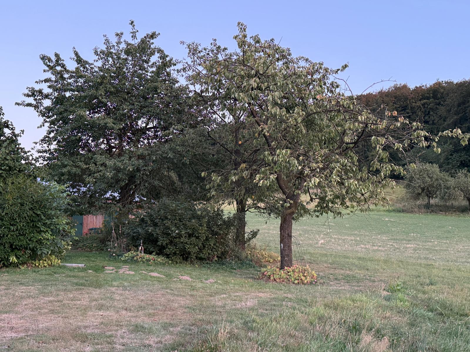 Wiese mit Kirschbaum im fahlen Licht während der Sonnenfinsternis