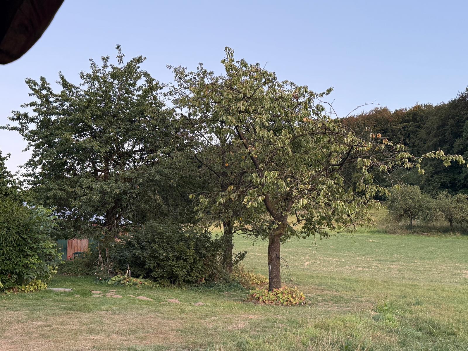 Dieselbe Wiese mit Kirschbaum in normalem Abendlicht