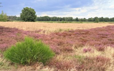 Bertlings Haar in voller Blüte