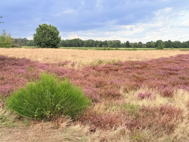 Bertlings Haar in voller Blüte